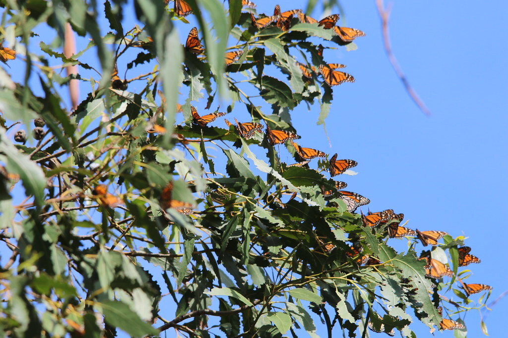 Monarch Butterfly Grove