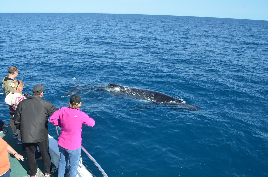 Whale Watching Hervey Bay Australia by eGuide