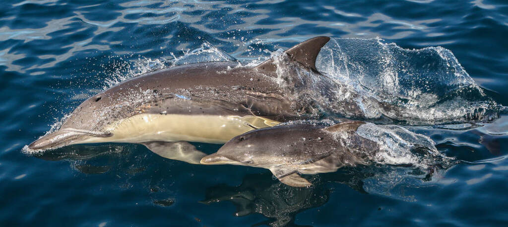 things to do in nelson bay australia | say hello to the dolphins in port-stephens great lakes national park