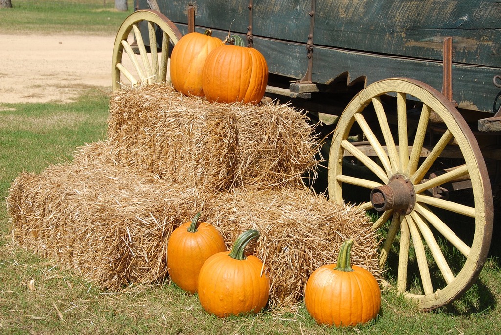 Pumpkin