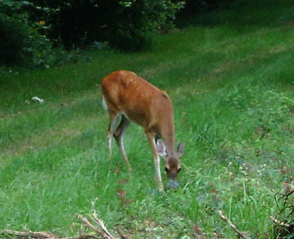 White-tailed deer, Jesse H. Jones Park & Nature Center, Humble, Texas 0729090831