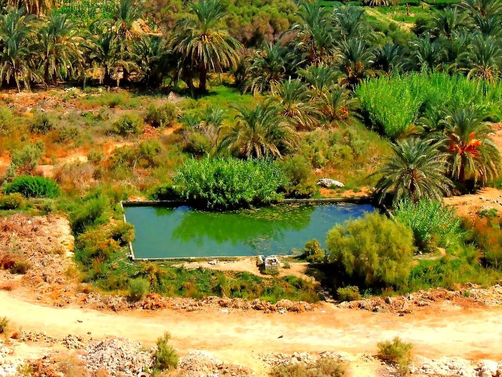 Siwa Oasis, Qesm Siwah, Matrouh Governorate, Egypt - panoramio (15)