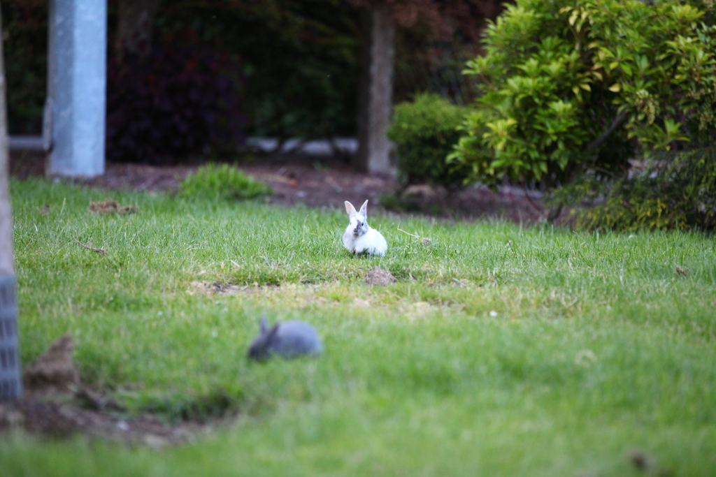 Richmond Minoru Park (7360550090)