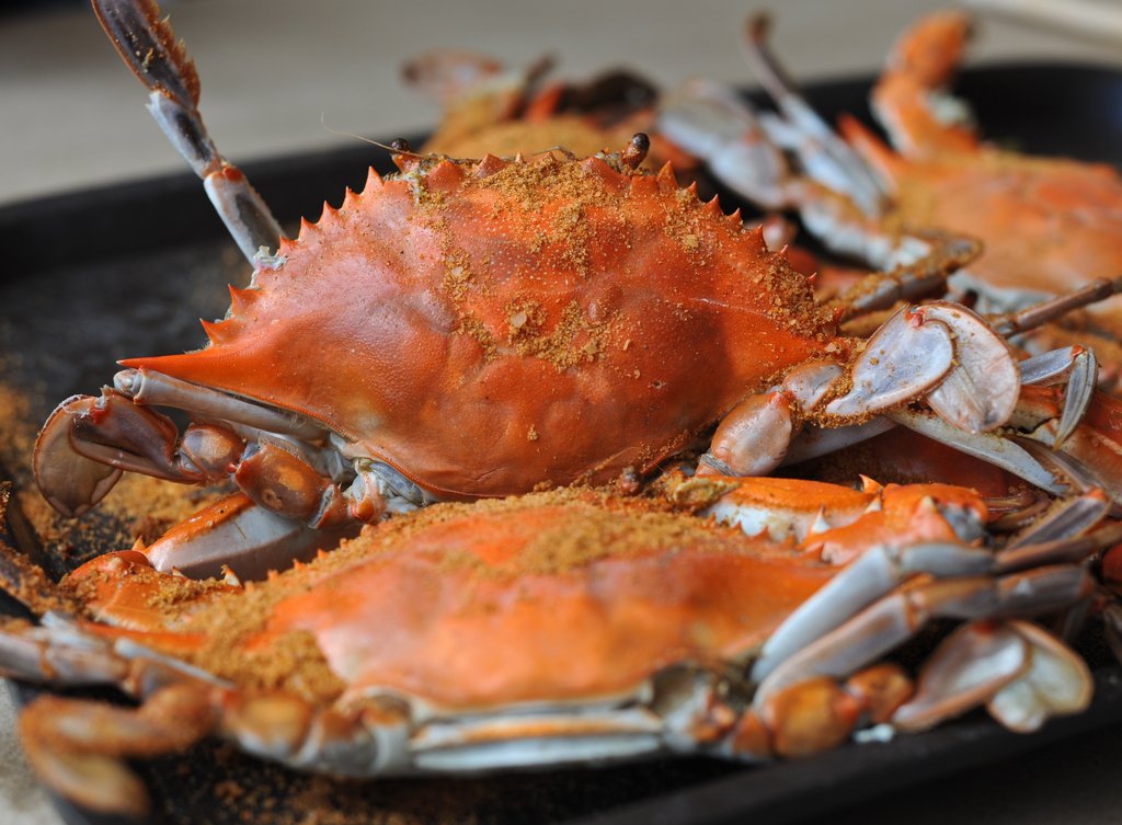 Maryland blue crabs