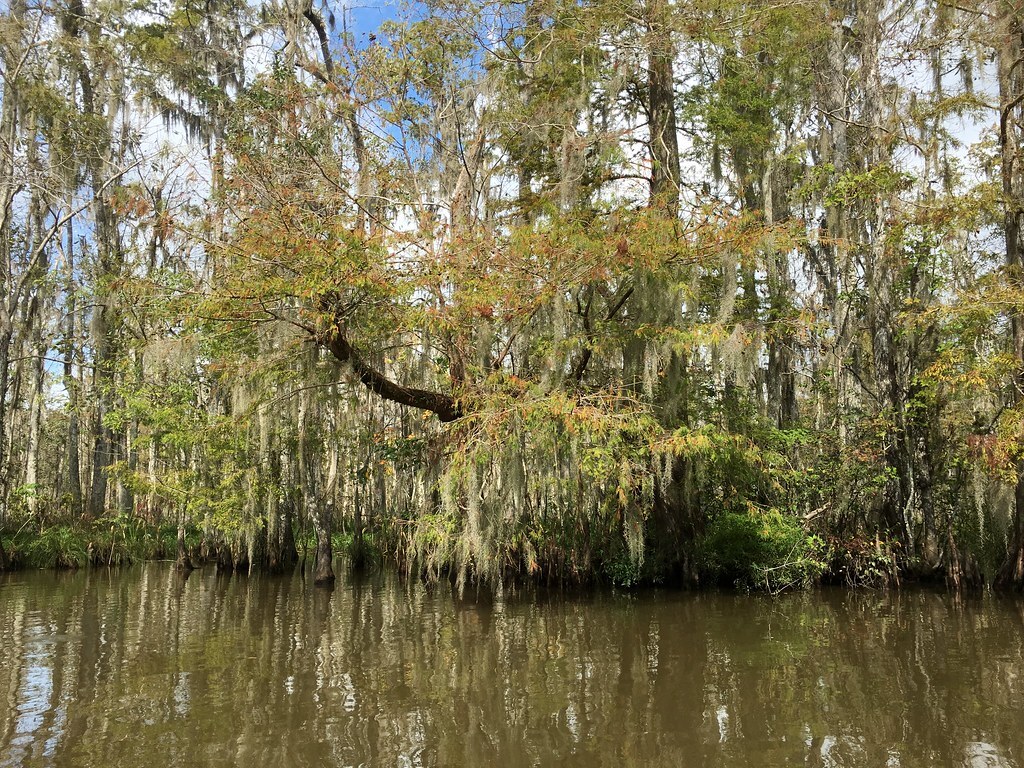 Cajun Encounters (Slidell)