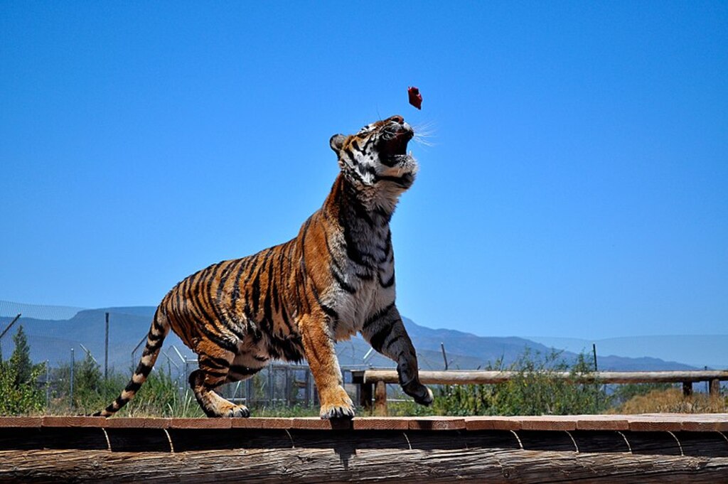 Tiger having some lunch at Out of Africa theme park (7655978958)