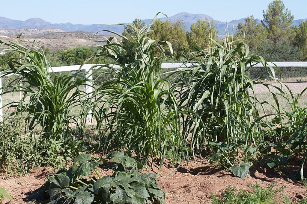 Cion at Fort Verde State Park (9471268758)