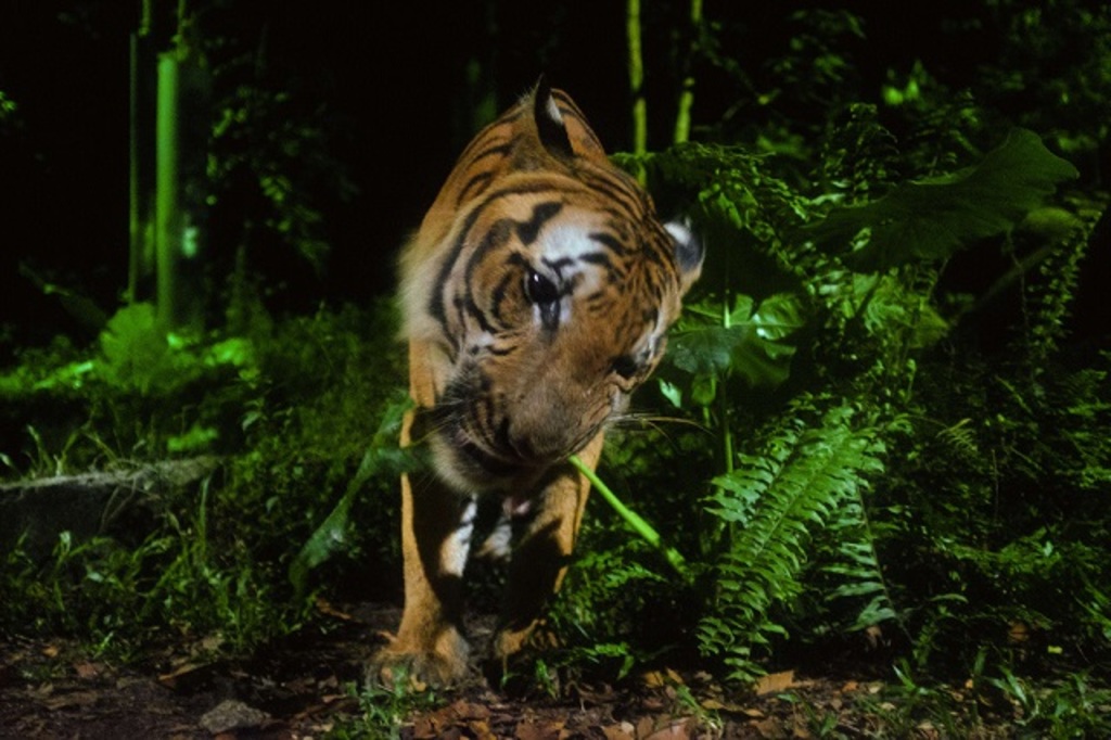 Night safari