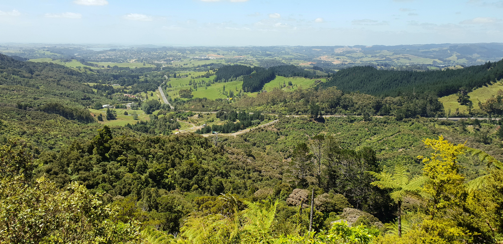 Dome Forest