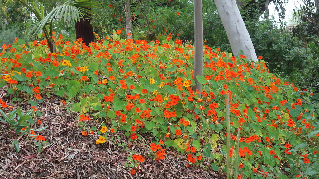 200518 002 Alta Vista Botanical Gardens, Tropaeolum majus Nasturtium