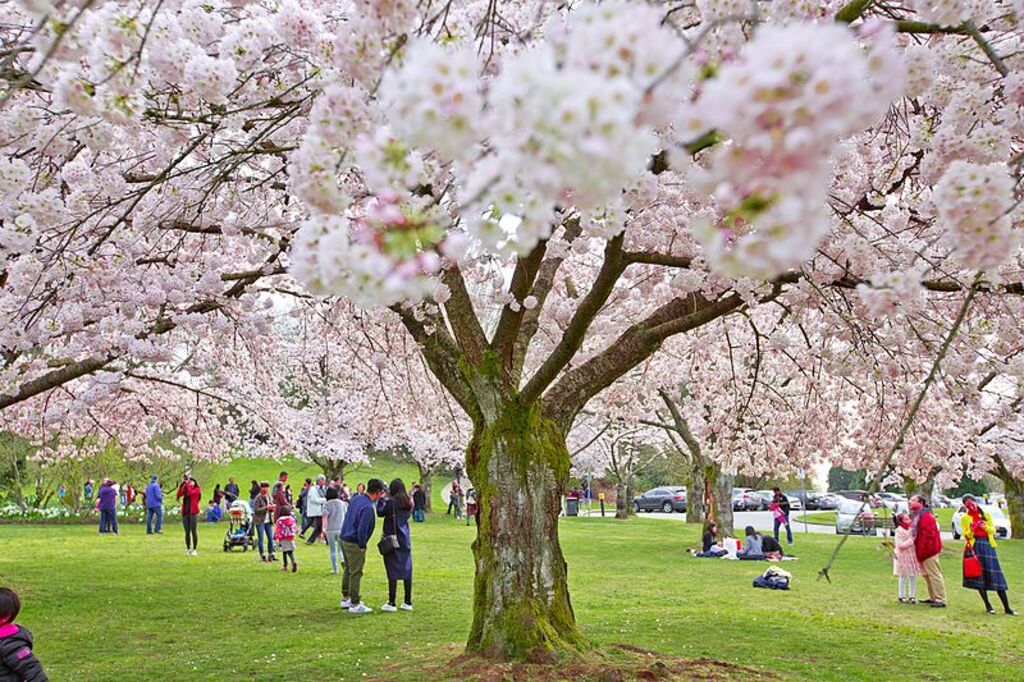 Cherry Blossoms @ Queen Elizabeth Park (25801091842)