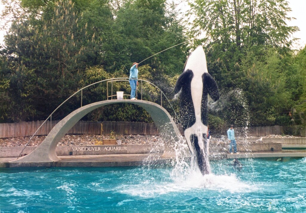 Orca (Killer Whale) performance at Vancouver Aquarium (1981-May-17)