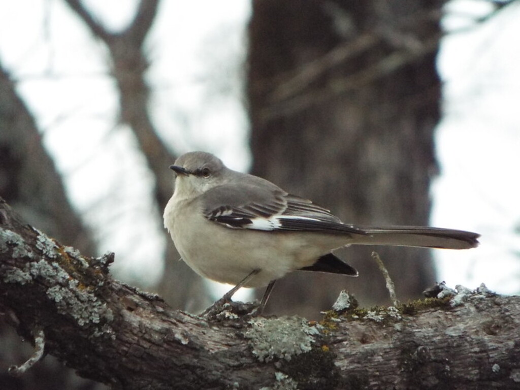 Northern Mockingbird, Shelley Pate Memorial Park, Buffalo, Texas, January 28, 2021