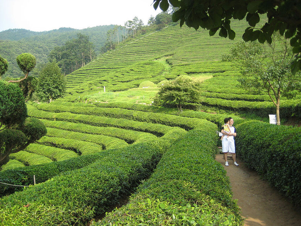Korea-Boseong-Green.tea-06