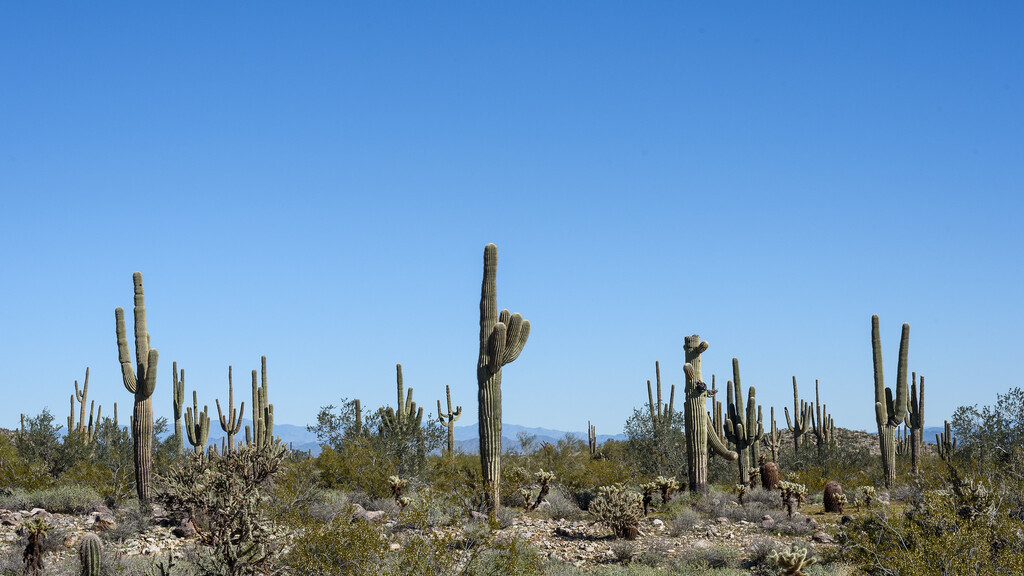 Arizona cacti