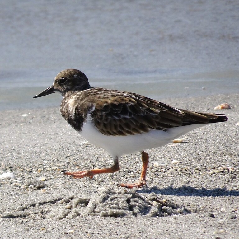Ruddy Turnstone Turner JL