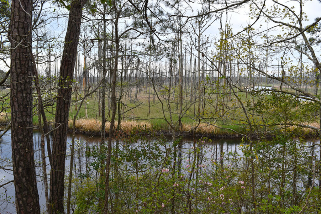 scene Brunswick Nature Park ncwetlands AM (3)