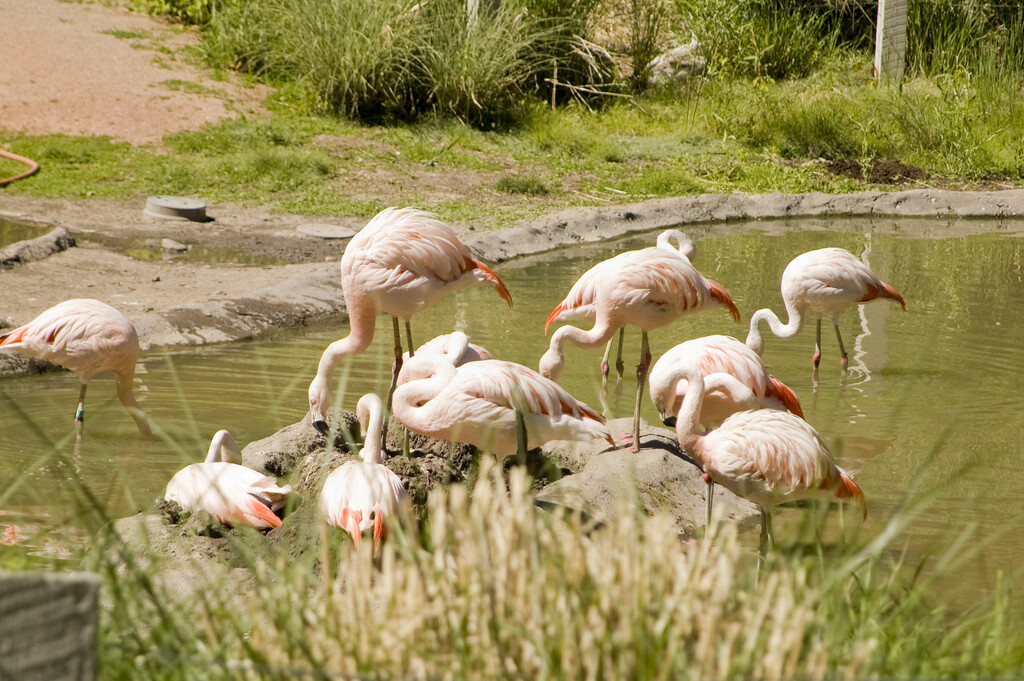 pink flamingos