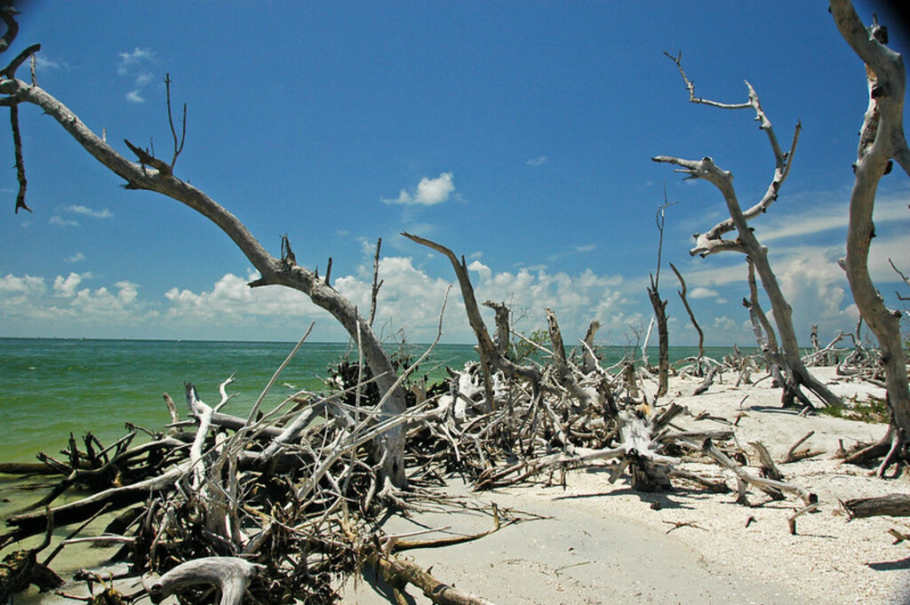 Tree skeletons from 2004's Hurricane Charley (Cayo Costa Island, Florida, USA) 7