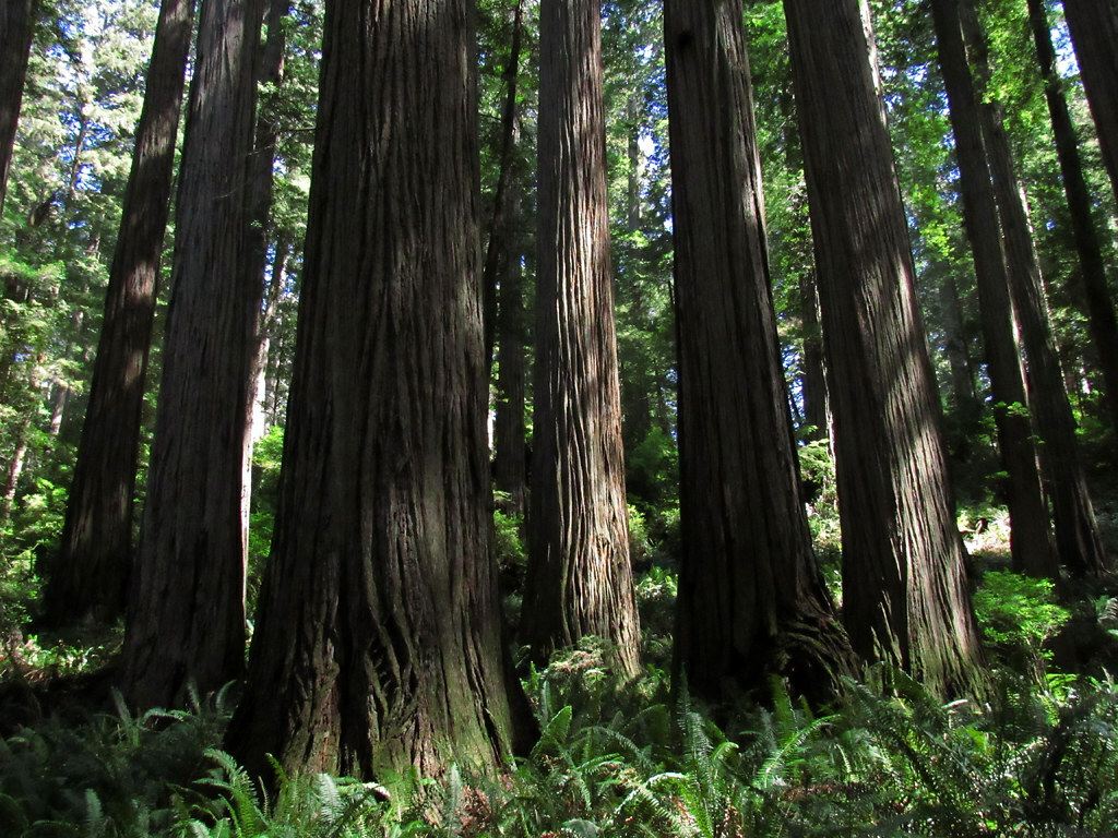 Jedediah Smith Redwoods SP in California