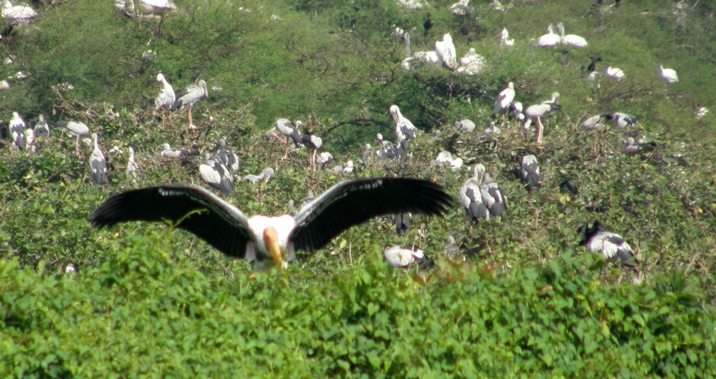 Vedanthangal Bird Sanctuary