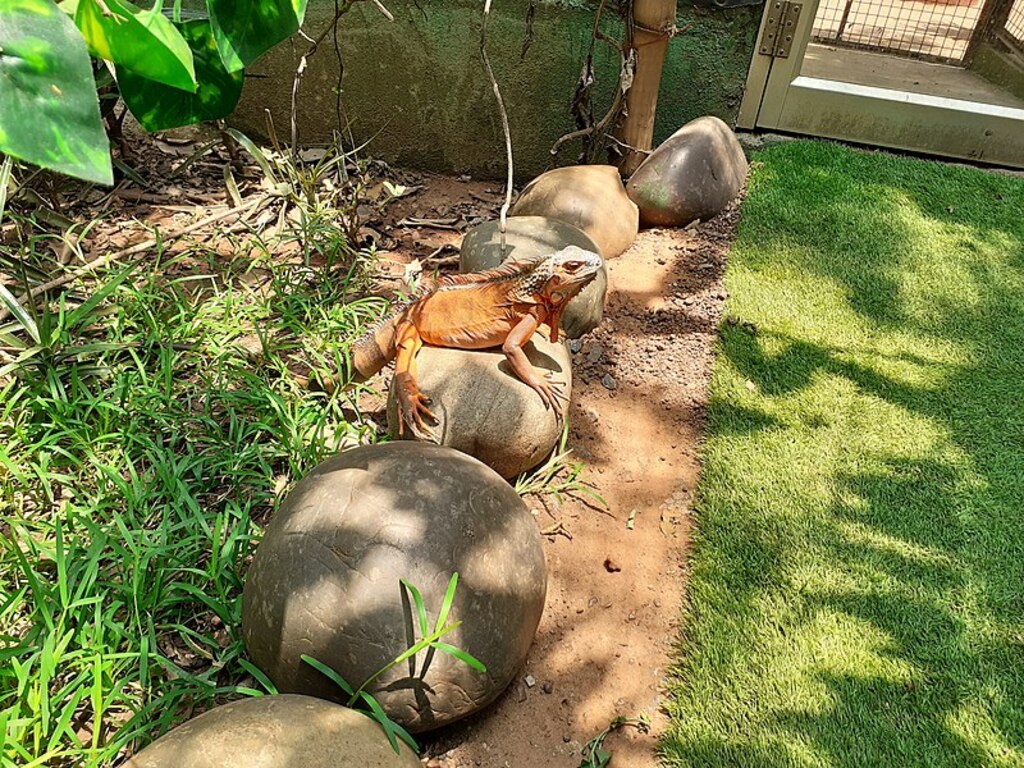 Guindy snake park (1)