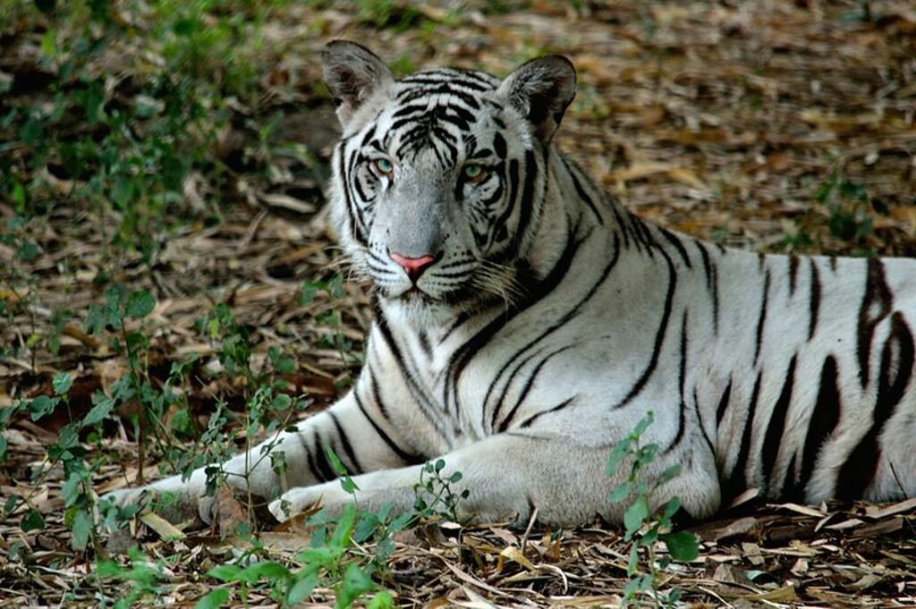 White tiger at Vandalur Zoo