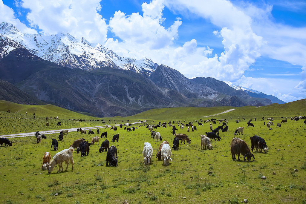 Meadows of Chitral Gol National Park; Tahsin Shah 03