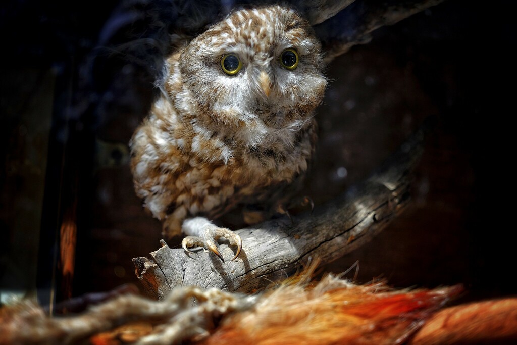 Stuffed Owl