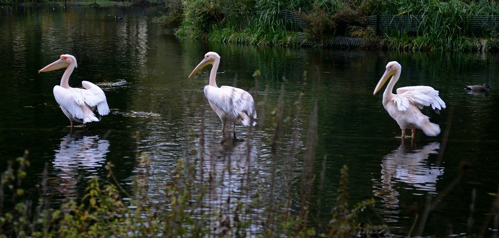 Pelicans, St. James's Park Lake, London