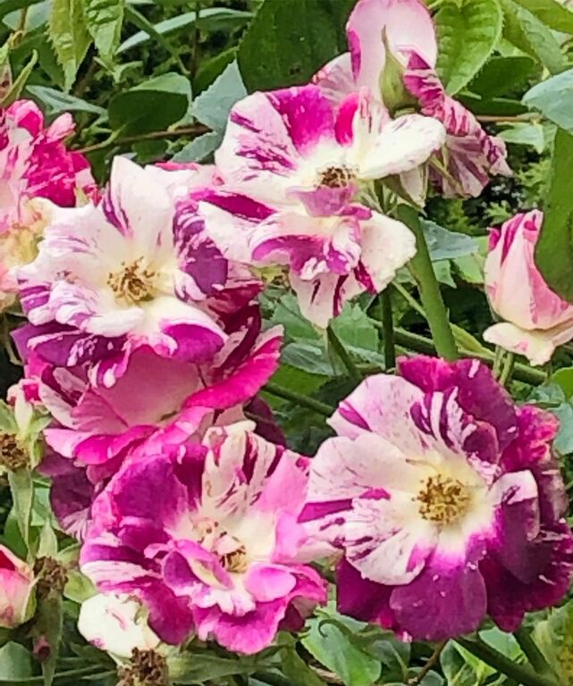 things to do in everett wa | admire everett's natural beauty at evergreen arboretum & gardens