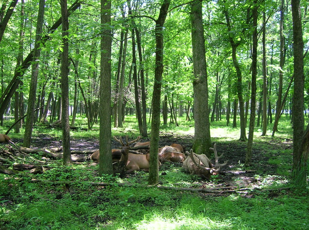 Resting in the Shade
