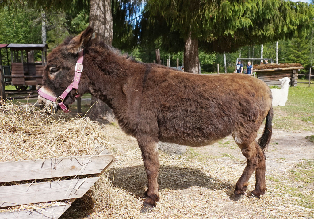Brown donkey