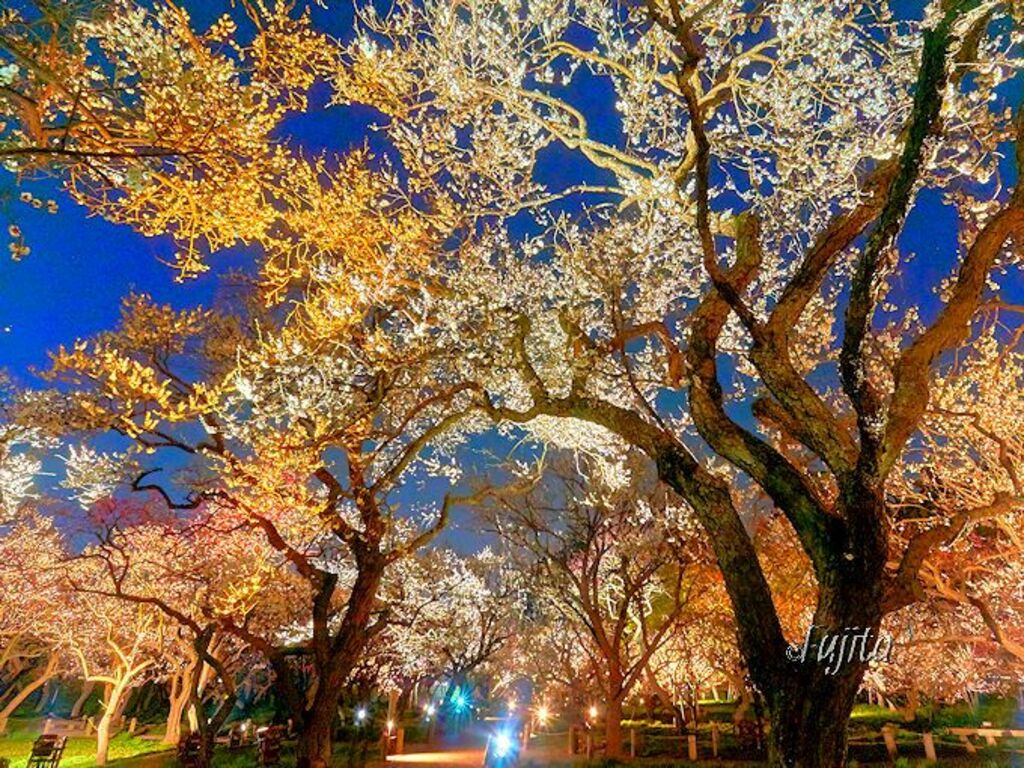 Stroll beneath Kairakuen Garden's famous 3000 plum trees