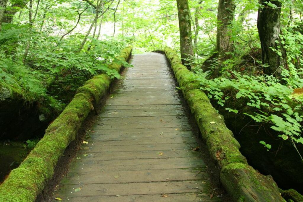 Dip your toes into the picturesque Oirase Stream