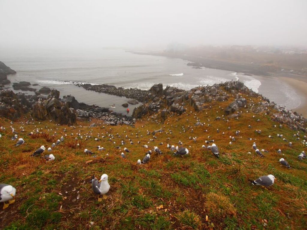Explore the rugged gull-rich island of Kabushima