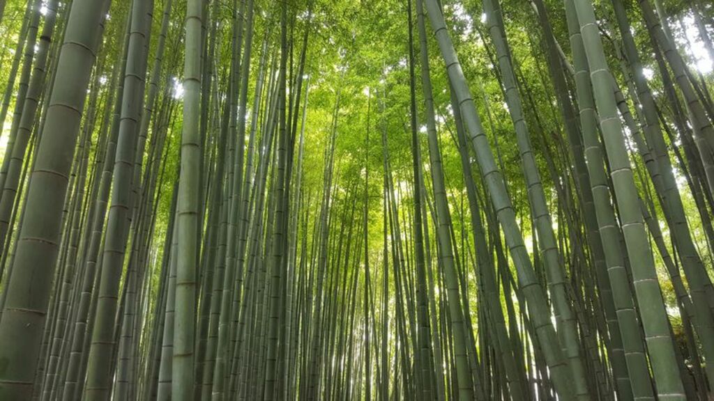 Take a peaceful walk through Hokokuji Temple's bamboo groves