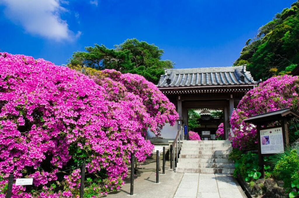 Celebrate azalea season at Anyo-In Temple