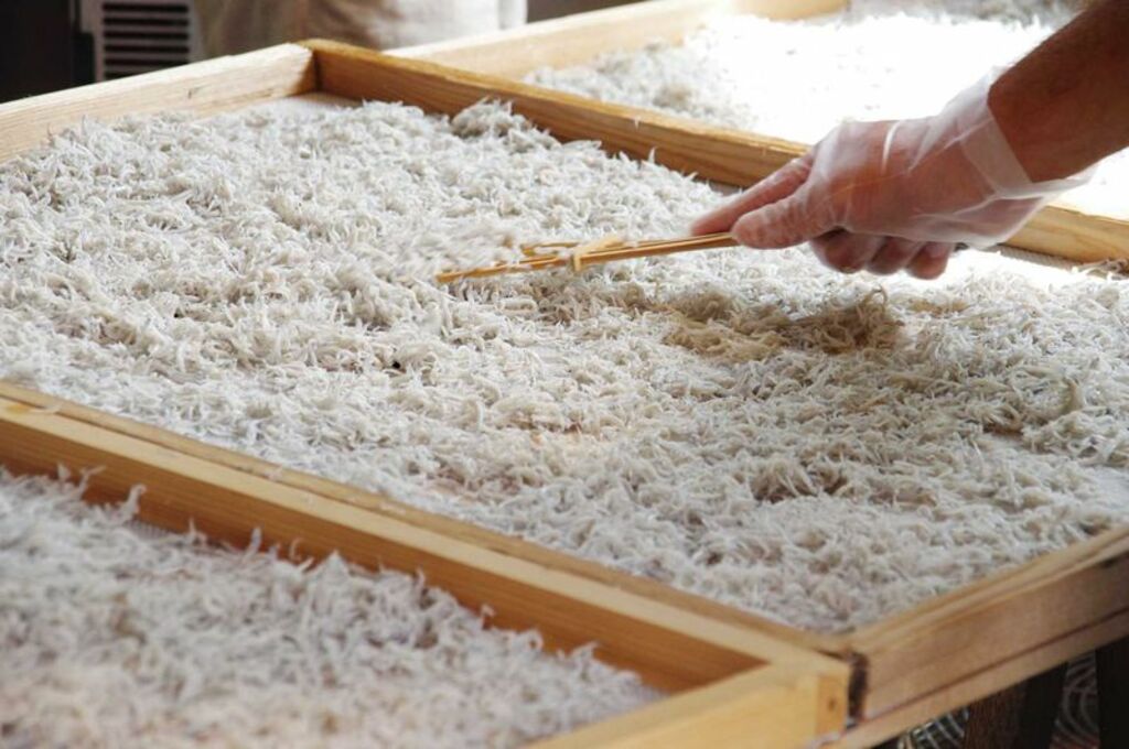 Feast on shirasu specialties at Shirasu Wholesaler Tobiccho Main Store