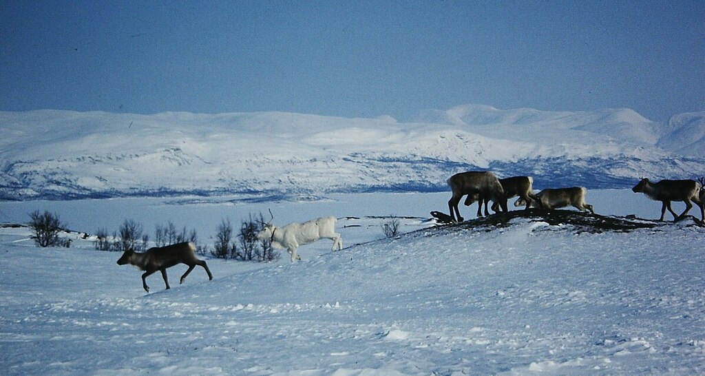 Reindeers at Lake Torneträsk, Abisko area, Swedish Lapland