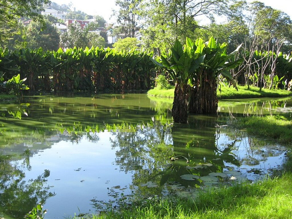Taro - Tsimbazaza Zoo