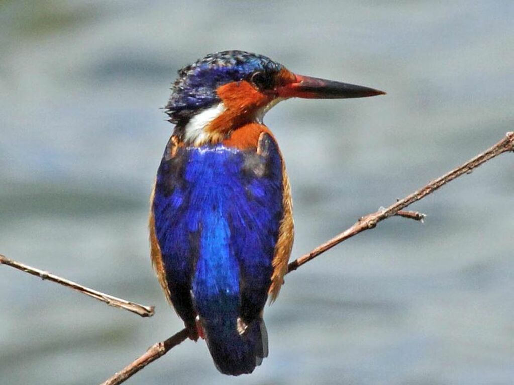 Malagasy Kingfisher RWD6
