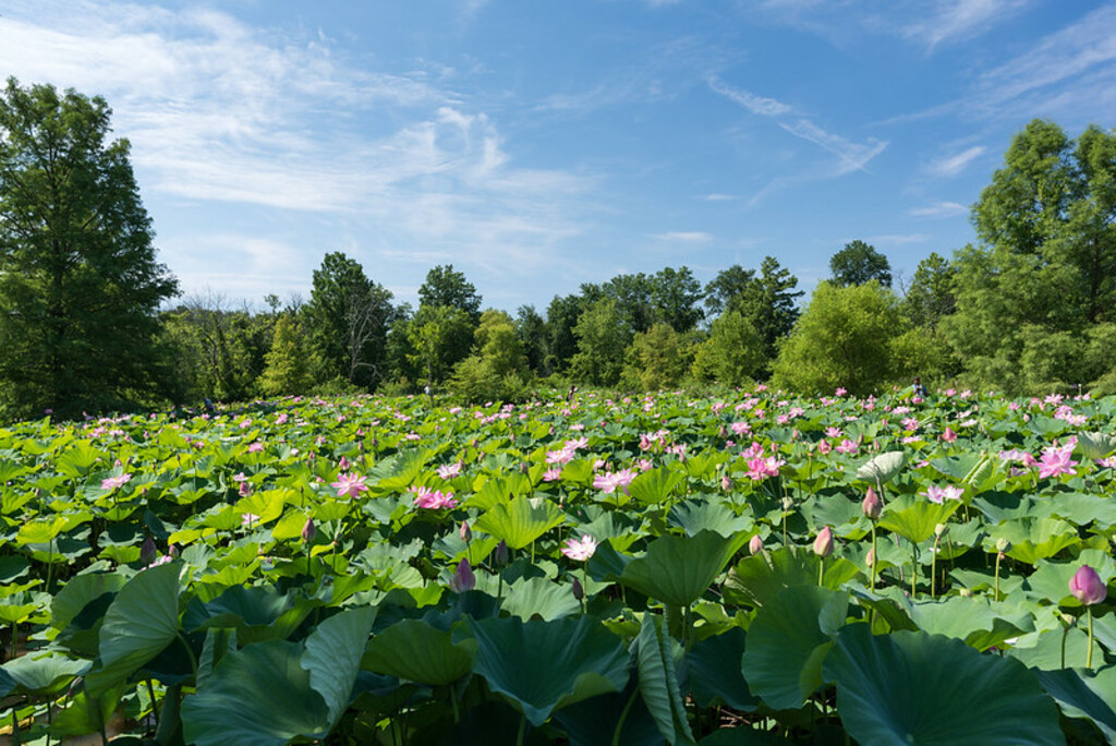 Kenilworth Aquatic Gardens