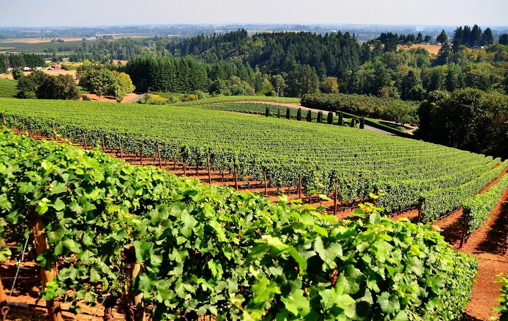 vineyard