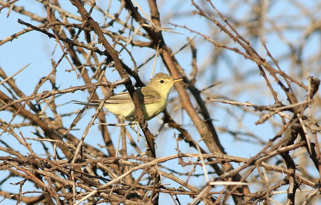 Icterine warbler, Hippolais icterina, at Dinokeng Game Reserve, Gauteng-Limpopo, South Africa (16346571216)