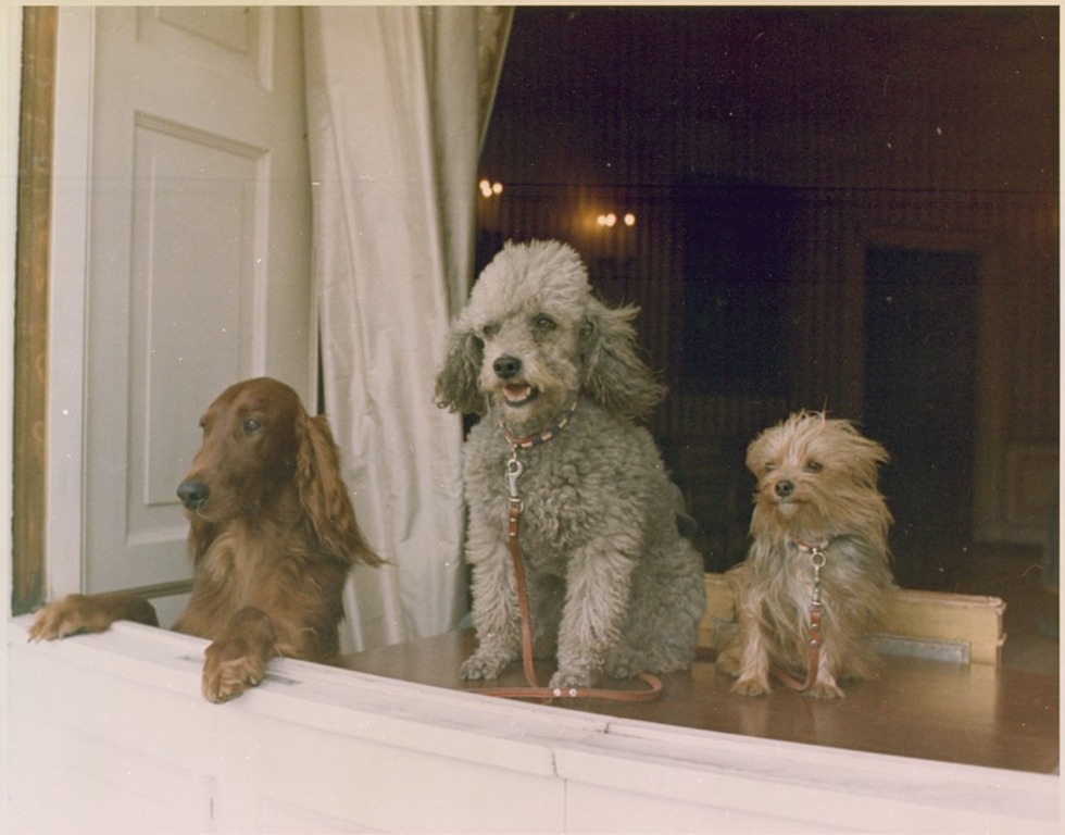 <div class="fn">
<i>Richard M. Nixon's dogs looking out a window of the White House</i>
</div>