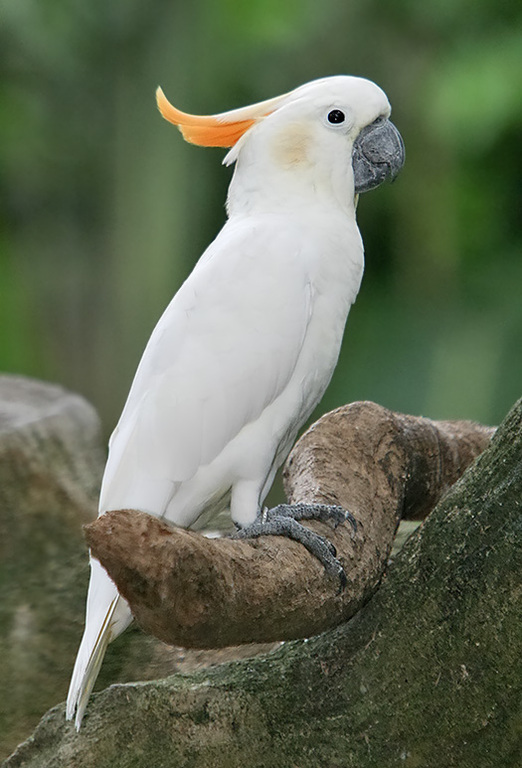 Citron-crested Cockatoo