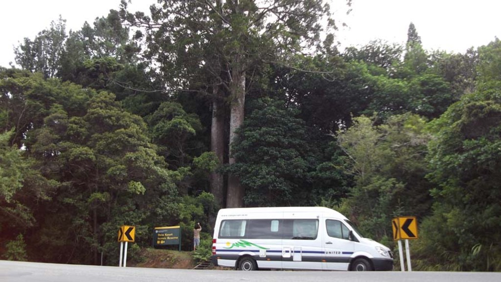 Twin Kauri