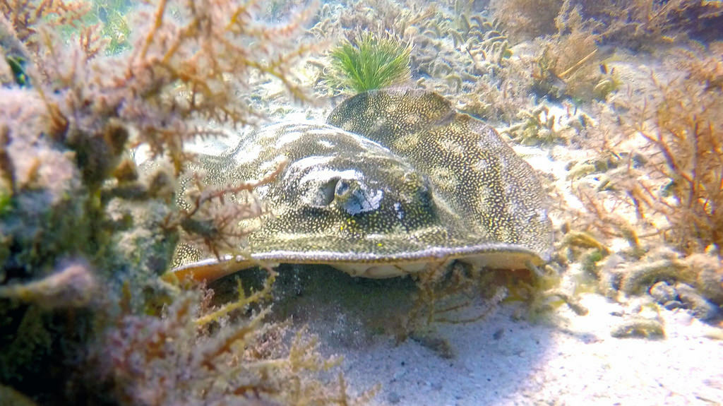 Snorkeling Bahia Honda State Park, Florida Keys