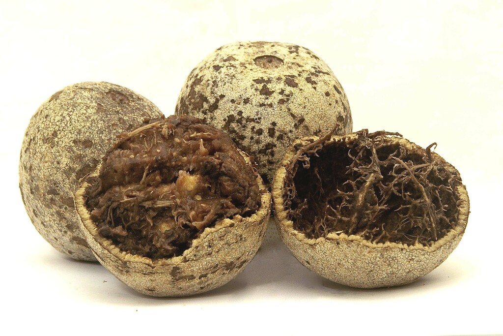 Wood Apple - Limonia acidissima